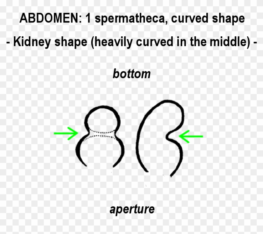 Kidney Shape - Ghosts Don T Have Feet Clipart #4658379