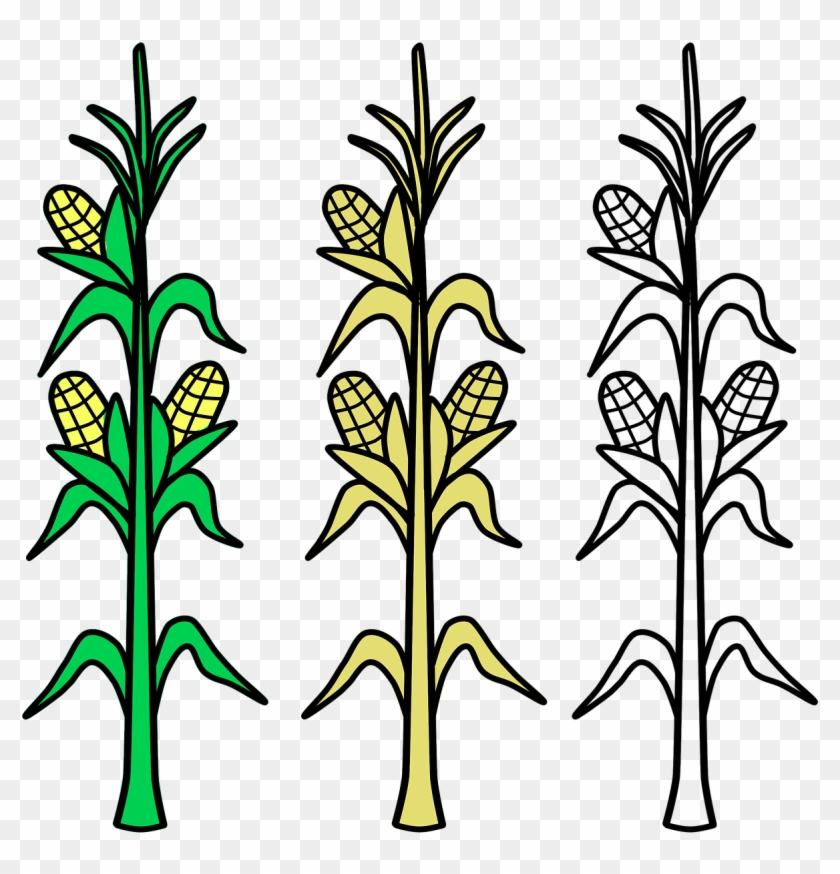 Corn Field Vector Agriculture Png Image - Plantas De Maiz Para Colorear Clipart #4659858