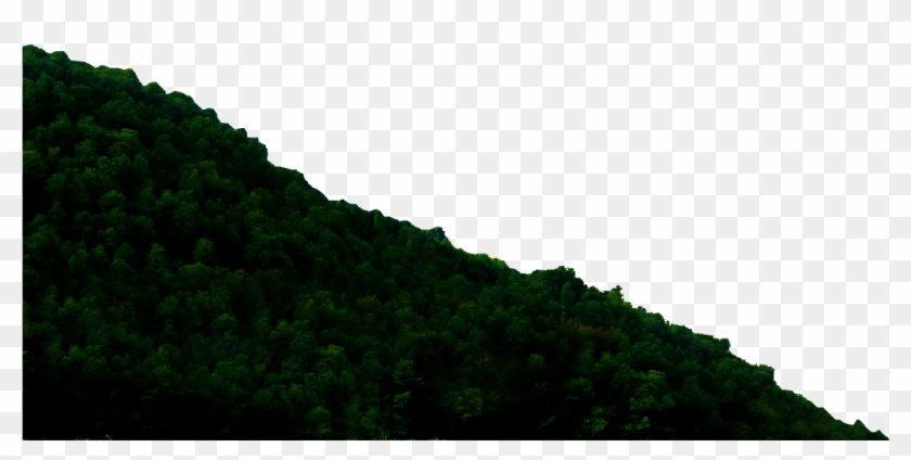 8k Picture Brings A Quantum Leap In Pixel Density And - Pine Clipart #4661045