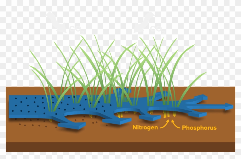 How Do Wetlands Filter Water - Grass Clipart #4661269