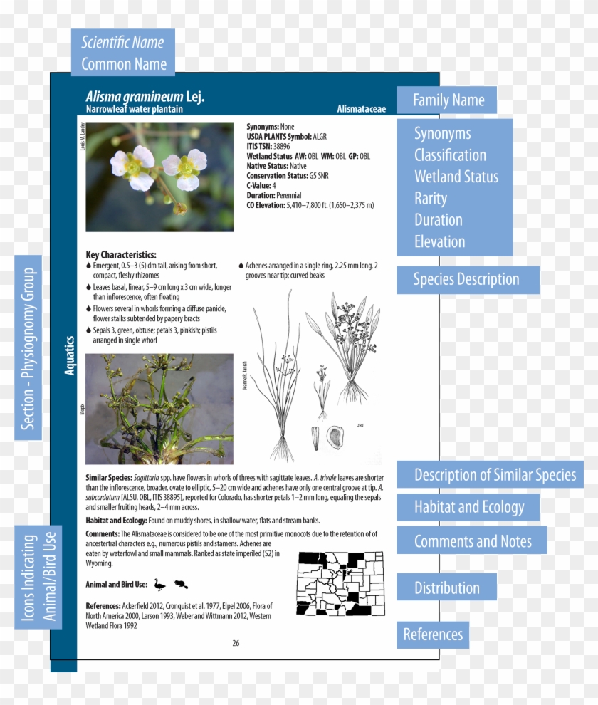 View A Sample Page - Wetland Plant Classifications Clipart #4661311