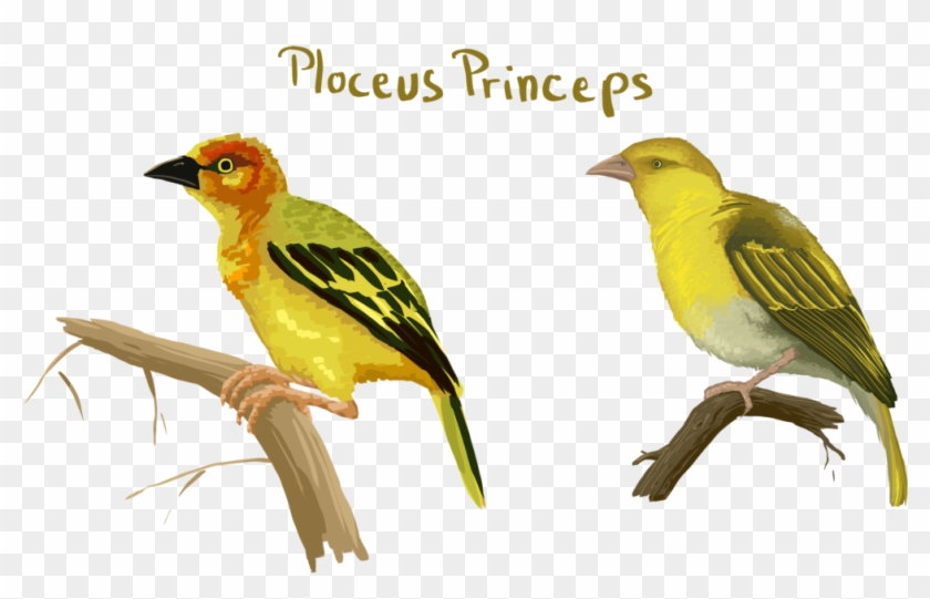 Old World Oriole Clipart