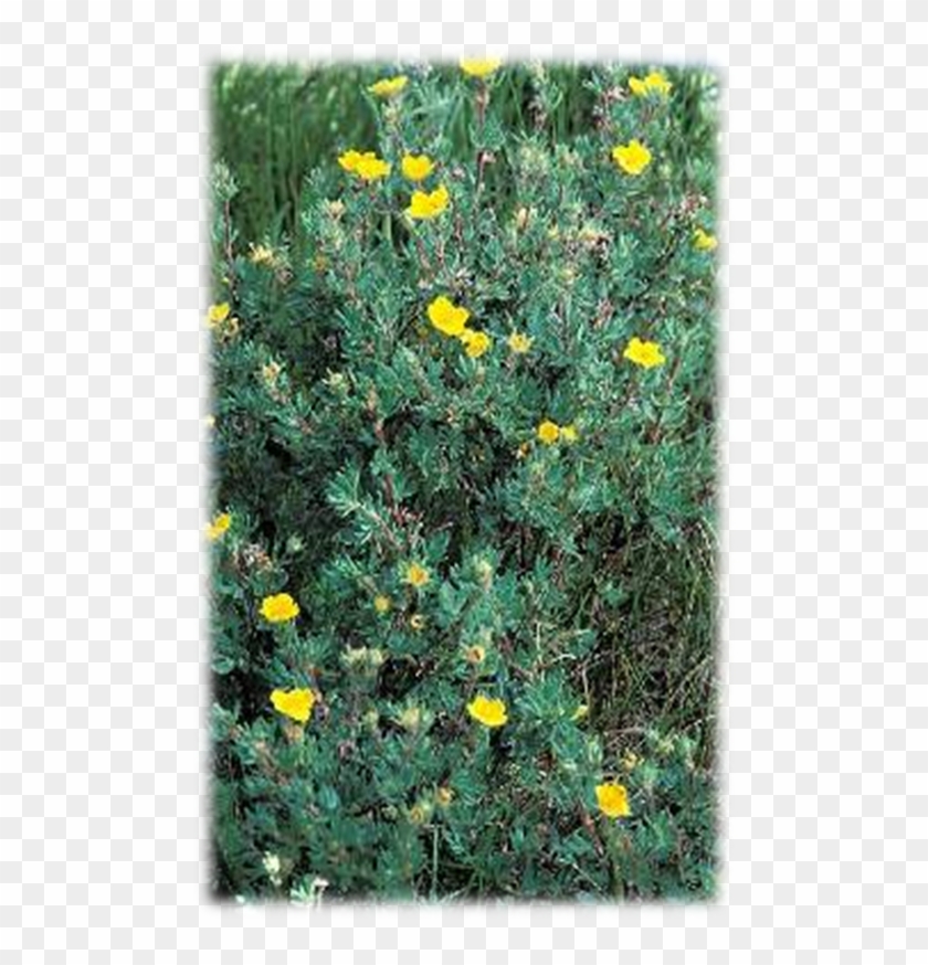Duration - Perforate St John's Wort Clipart #4661561