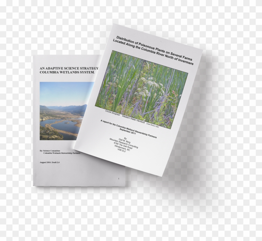 Project Reports - Palm Tree Clipart