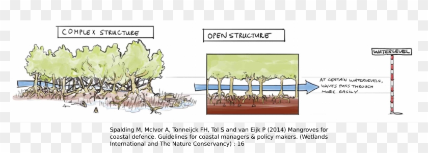 “each Kilometer Of Mangrove Forest Can Reduce A Storm - Tree Clipart #4662451