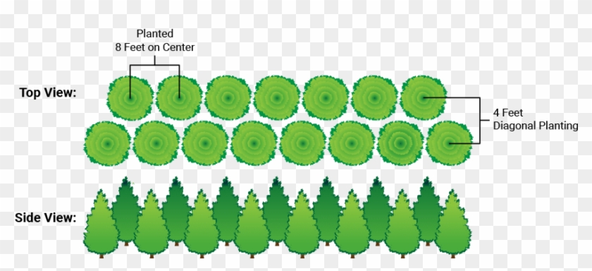 Stagered Planted Thuja - Staggered Green Giant Arborvitae Clipart