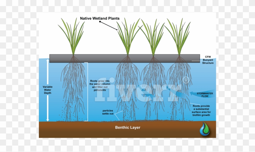 Grass Clipart #4663344