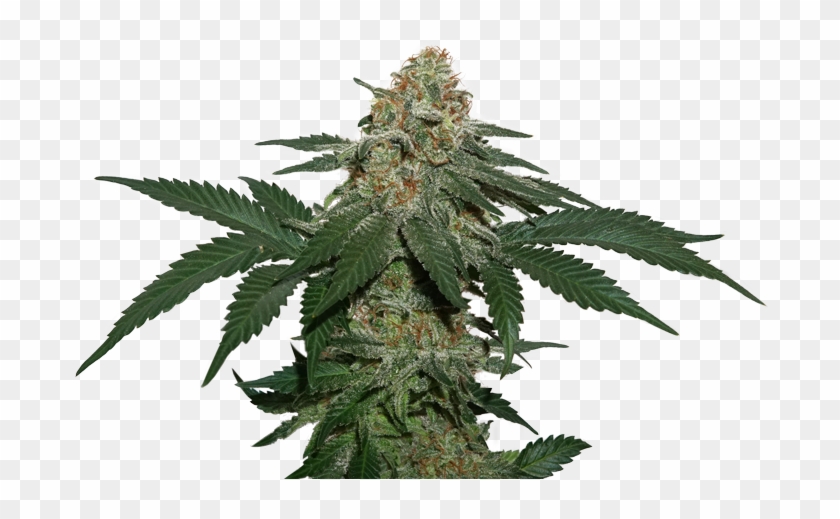 Kush Png - Kush Clipart