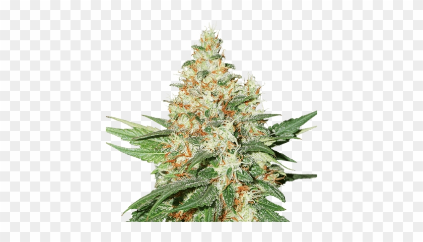 Kush Auto - Kush Clipart
