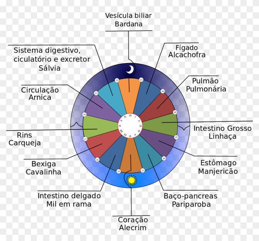 Relógio Do Corpo Humano - Circle Clipart #4664174