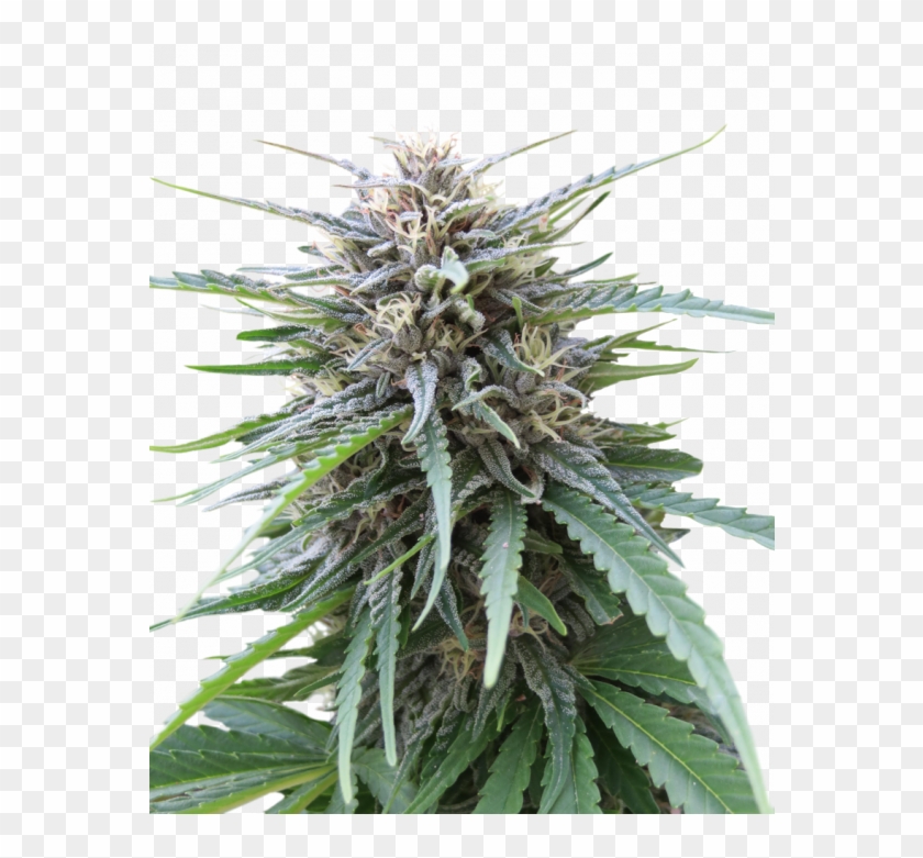 Frizzy Kush - Kush Clipart #4664327