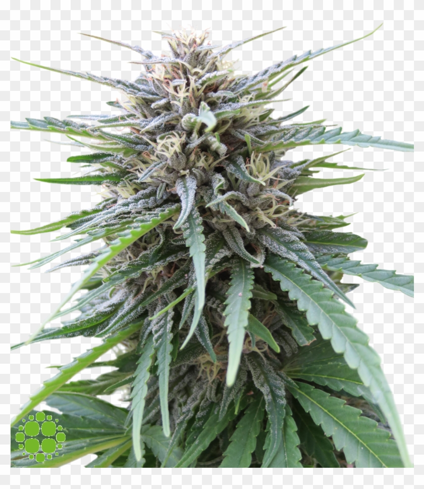 Image - Frizzy Kush Clipart