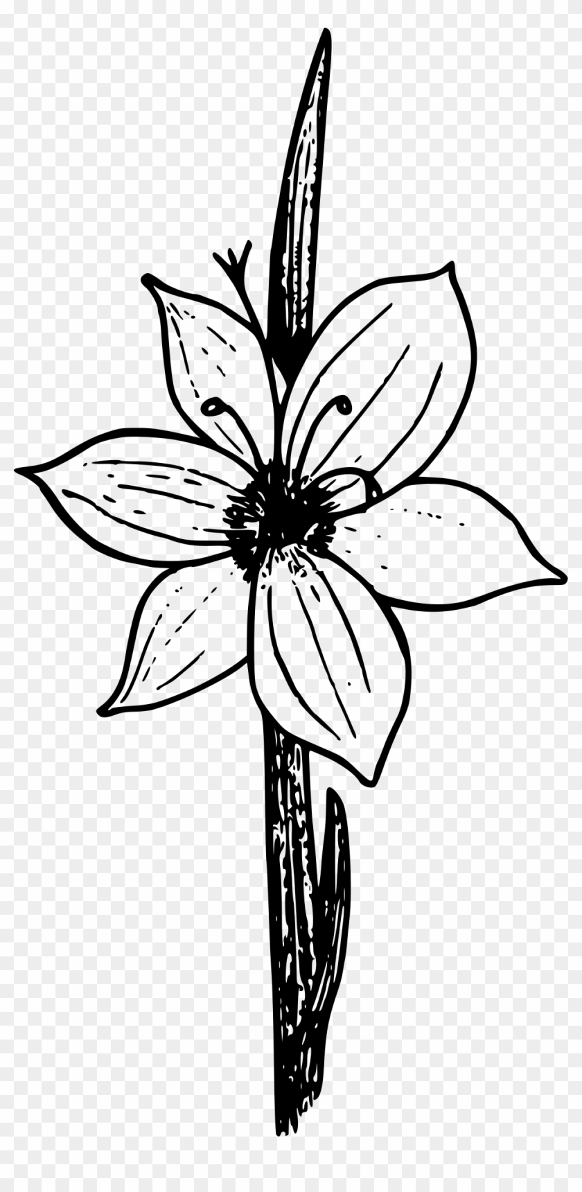 Lily Clipart #4664644