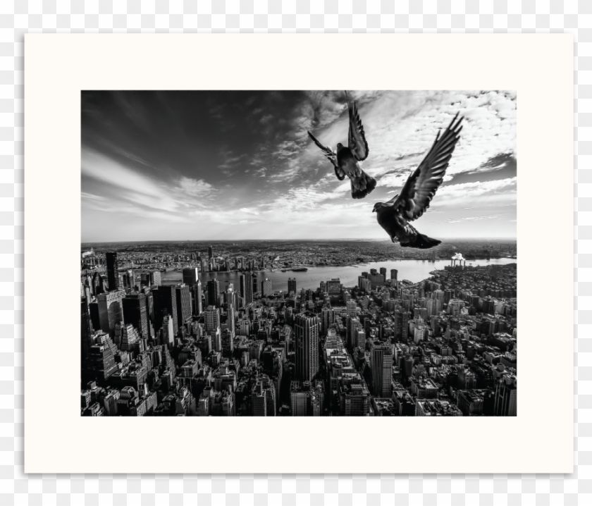 Photographers Lane Pigeons On The Empire State Building - Turkey Vulture Clipart #4664723