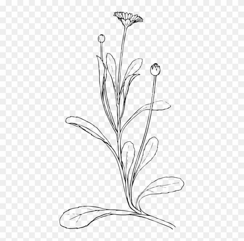 Plant Line Drawing Png Clipart