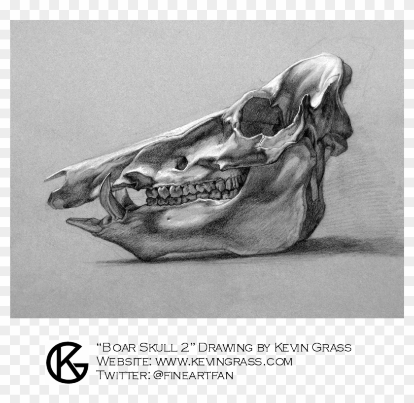 Kevin Grass, Artist - Boar Skull Drawn Clipart #4665142
