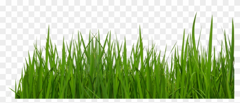 Grass Transparent Clipart #4665282