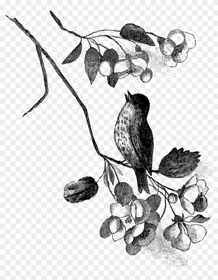 This Is Such A Wonderfully Charming Bird Image, Especially - Sketch Clipart #4665398