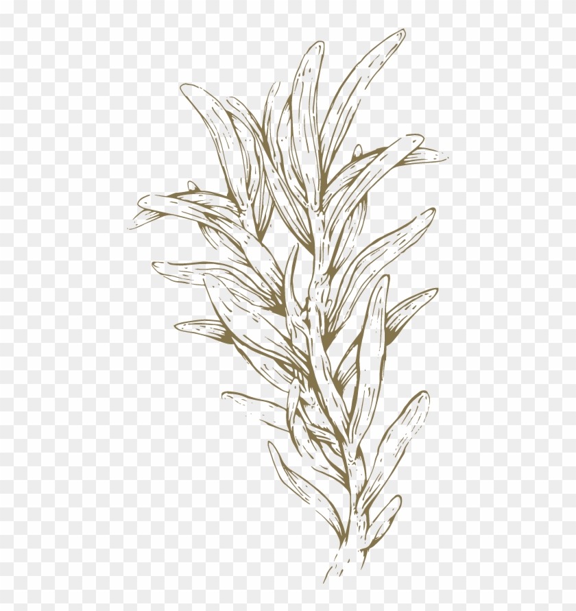 Helichrysum Flower Oil - Sketch Clipart #4665578
