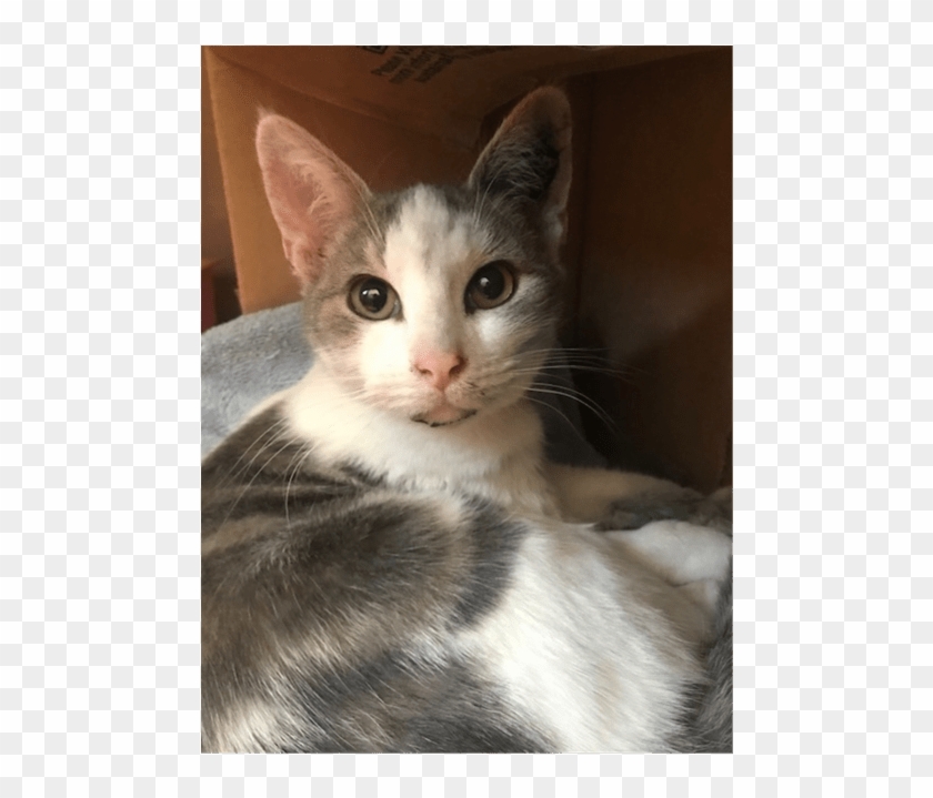 Photo Of Mushu - Domestic Short-haired Cat Clipart #4666037