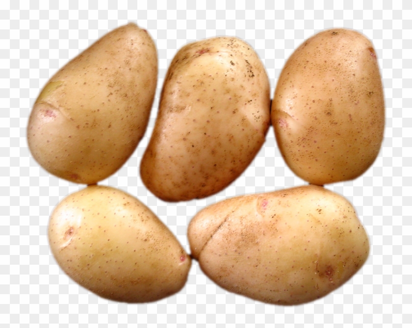 Russet Burbank Potato Clipart #4667094