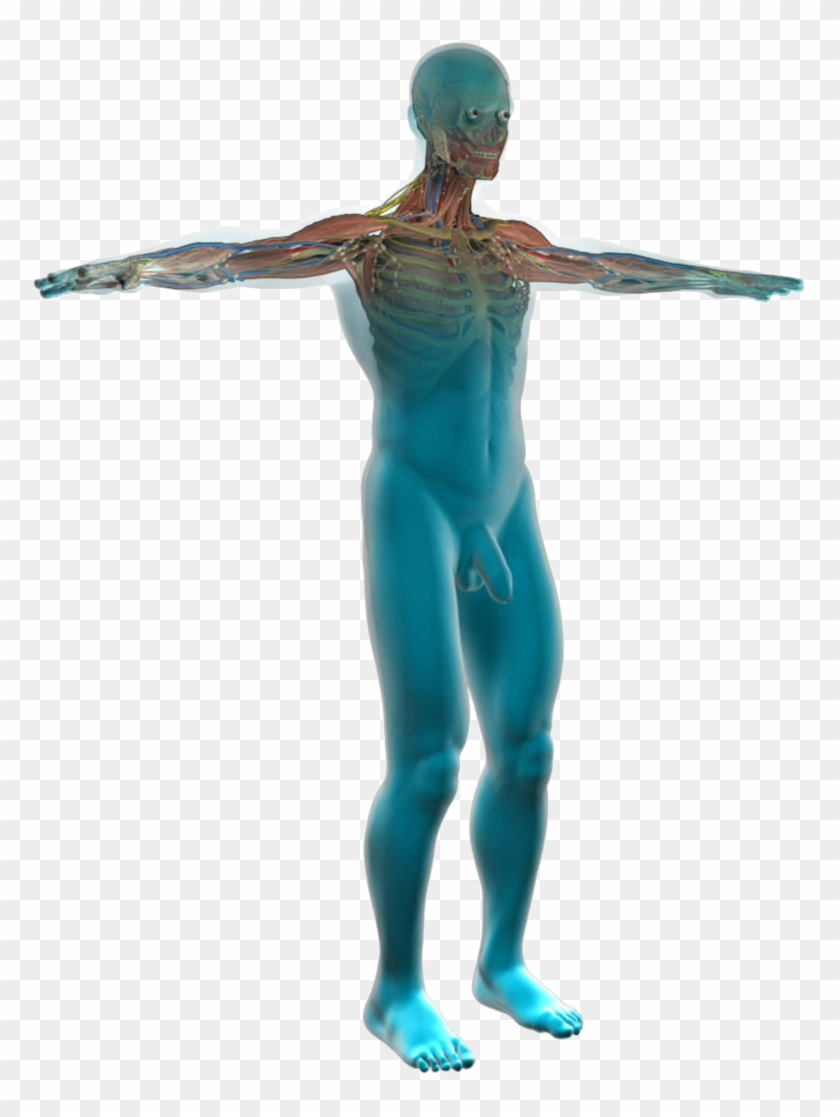 Body Diagram Medical Clipart - Human Body Public Domain - Png Download #4667641
