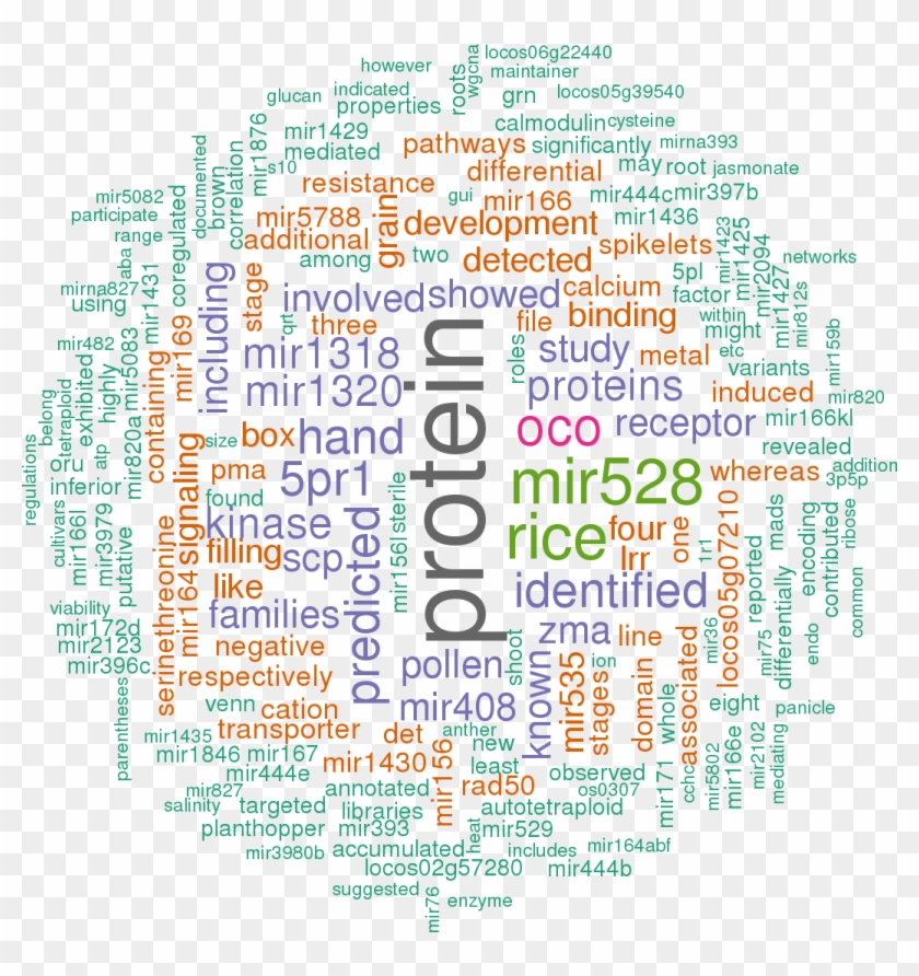 Stem Loop Sequence Osa Mir1432 - Hsa Mir 122 5p Clipart
