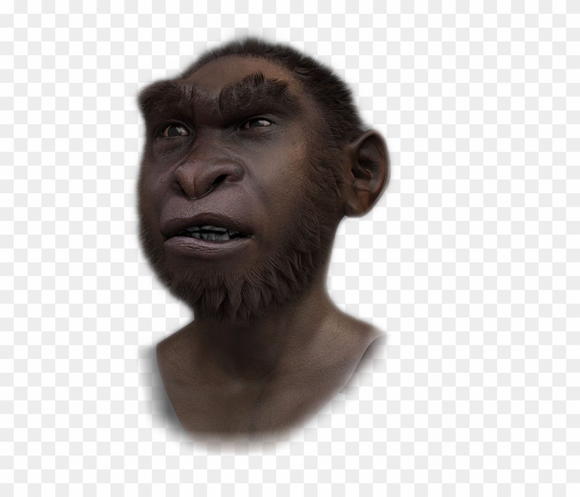 Gorilla Clipart #4670193