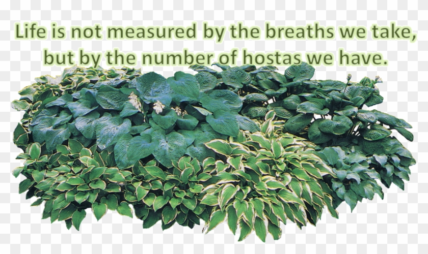 More Information Contact Dixieregion@gmail - Transparent Hosta Png Clipart #4670808