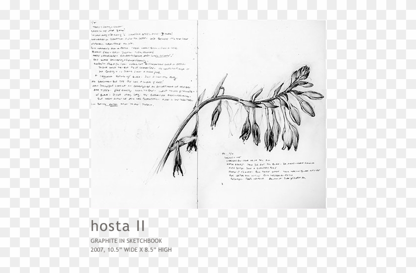 Hosta2 - Palm Tree Clipart #4671412