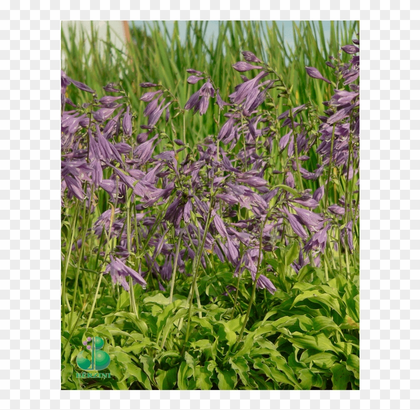 Mazā Hosta - Periwinkle Clipart