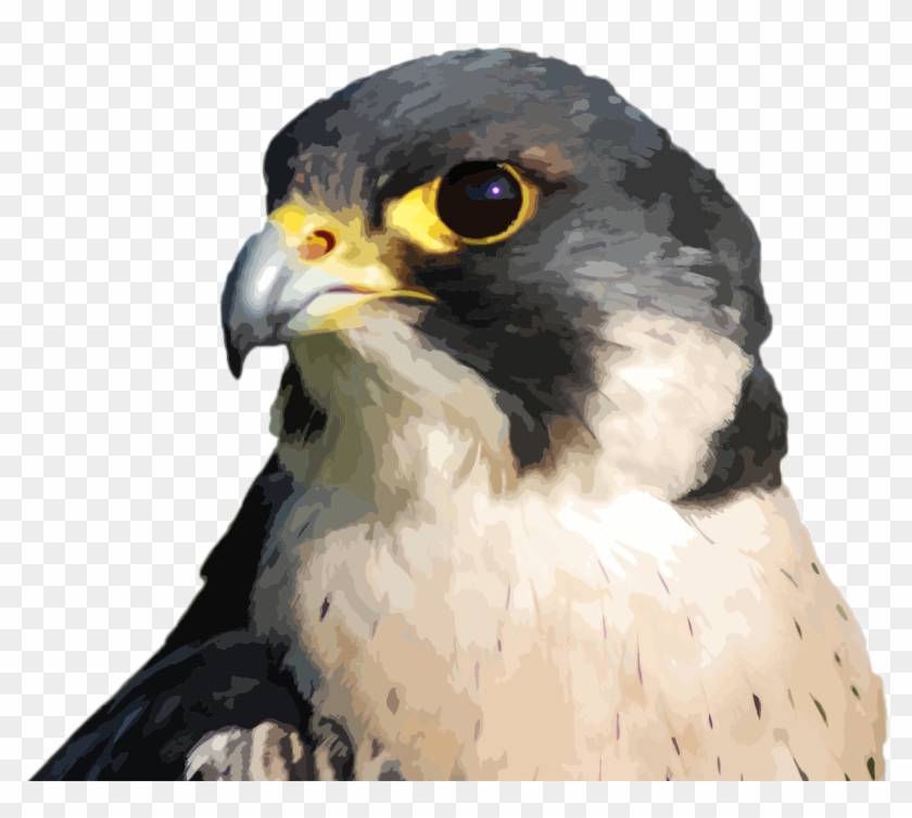 Peregrine Network - Hawk Clipart