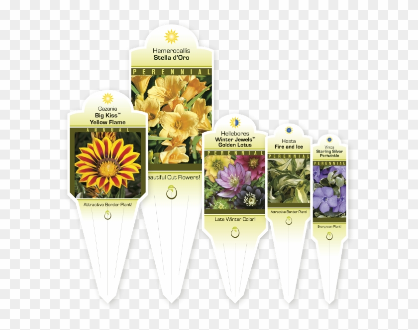 C - African Daisy Clipart