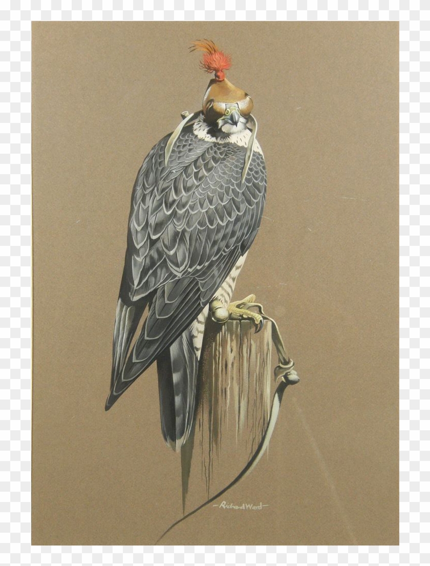Richard Ward Peregrine Falcon Original Acrylic Art - Vaux S Swift Clipart