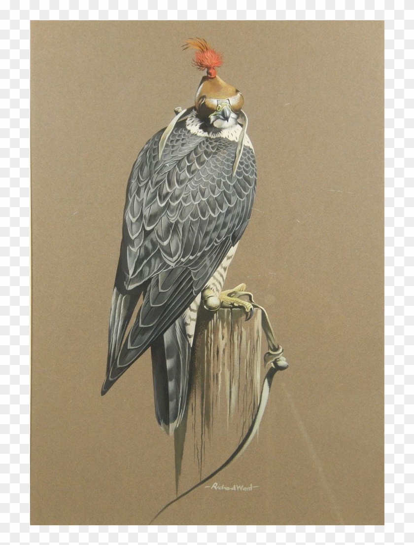 Richard Ward Peregrine Falcon Original Acrylic Art - Vaux S Swift Clipart #4672189