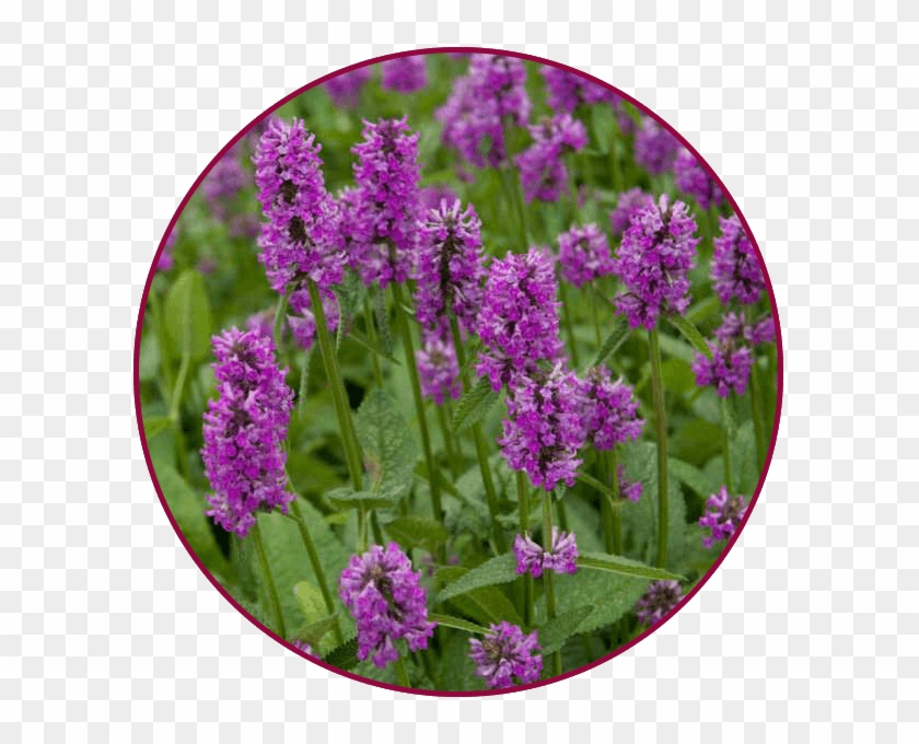 May 17, 18, - Stachys Hummelo Clipart #4672190