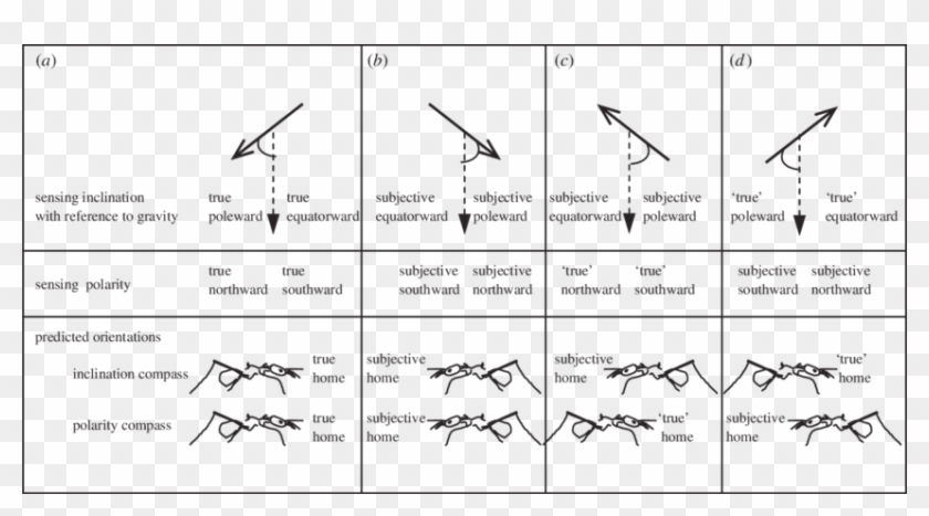 Experimentally Distinguishing An Inclination Compass - Compass At The Equator Clipart