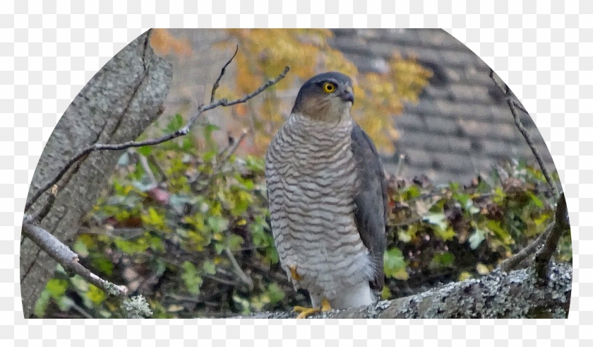 Hawk Clipart