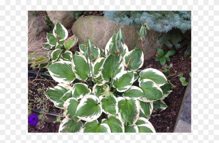 Common Name - Hosta-patriot - Arrowroot Family Clipart