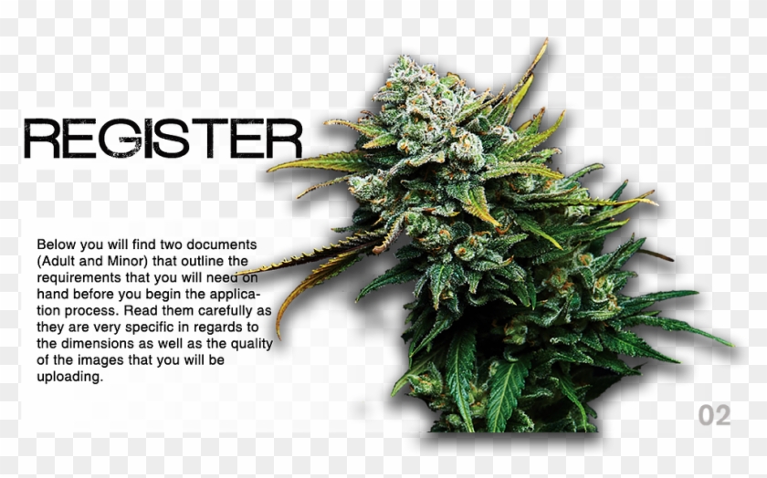 Maryland Medical Marijuana Card Solutionsmarijuana - Canadian Fir Clipart
