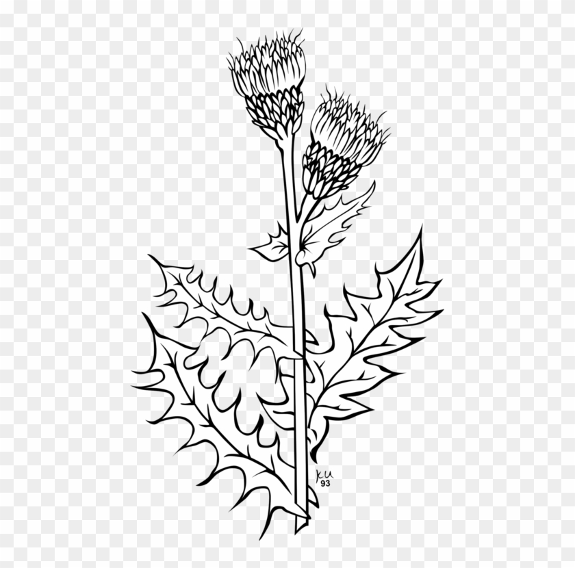 Coloring Book Thistle - Weeds Clipart Black And White - Png Download #4673093