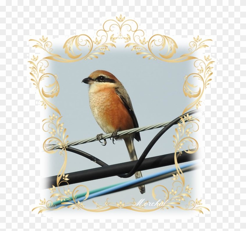 Bird And Just From The Sound Of The Name, I've Had - Old World Flycatcher Clipart #4674131