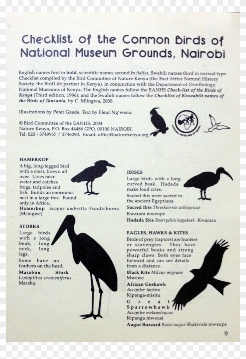 Checklist Of The Common Birds - Ciconiiformes Clipart #4674389