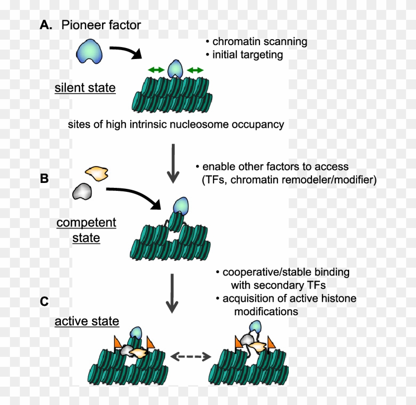 Initial Targeting Of Pioneer Factor And Subsequent - Pioneer Transcription Factor Clipart