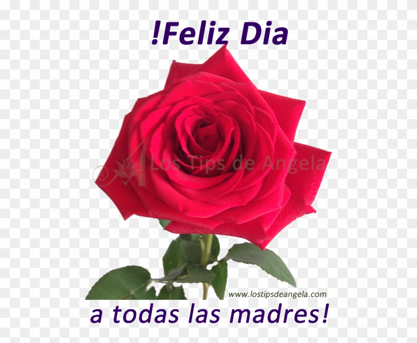 Feliz Día A Todas Las Madres - Floribunda Clipart #4677672