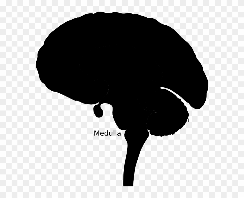 Brain Bulbar Region Clip Art - Silhouette - Png Download