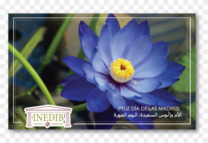 Invitación Día De Las Madres - Flower Of Ancient Egypt Clipart #4677898