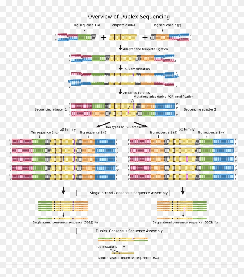 File Duplex Overview Svg Wikimedia Commons Open - Illumina Sequencing Adapter Ligation Clipart #4678286