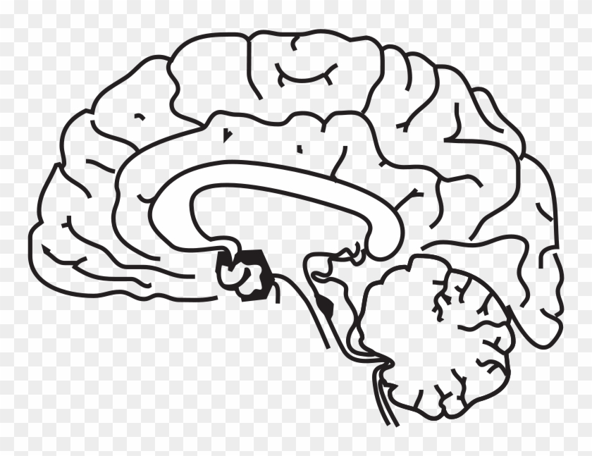 Brain Anatomy Coloring Page Brain Brain Anatomy - Anatomik Beyin Çizimi Clipart