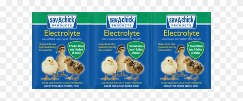 Save A Chick Probiotic Clipart #4679110